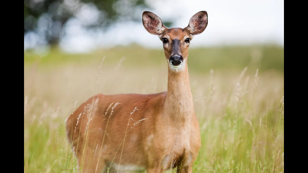 Pregnant Deer Eating Leaves Very Softly | Lucy07