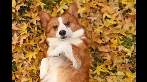 Cute Corgi Compilation