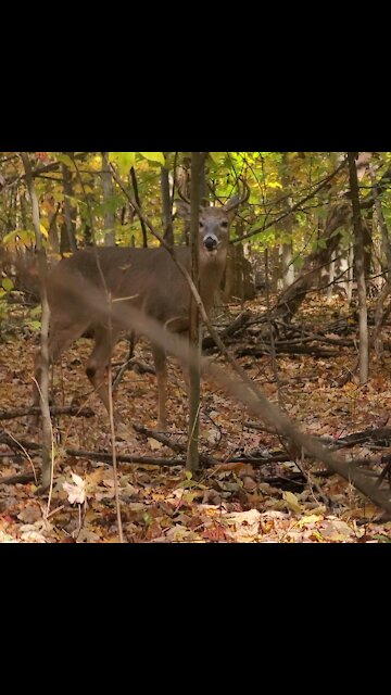Karen and Kyle pick a fight with me and my dog on a walk.