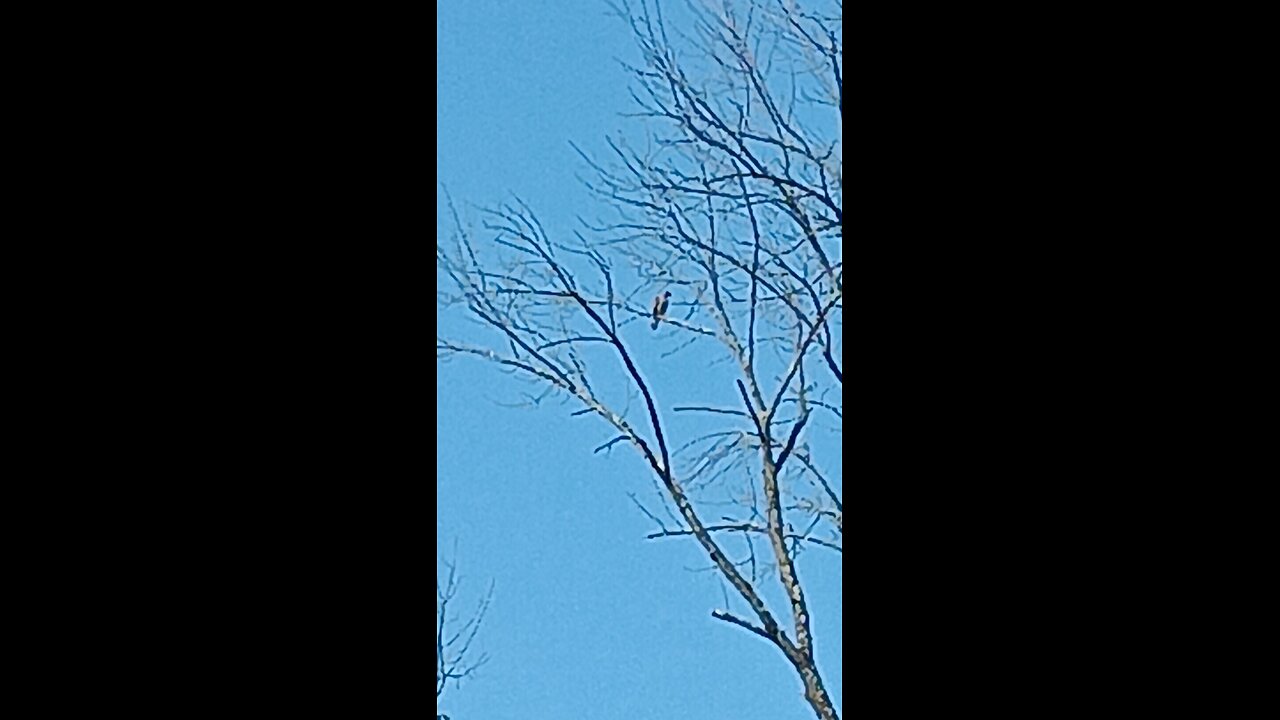 A hawk eye balling the chickens