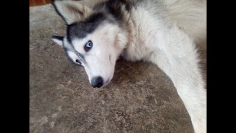 GEMA Y KAY MIS DOS HUSKY SIBERIANOS