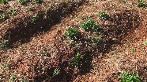 Terrace farming organic market garden #permaculture