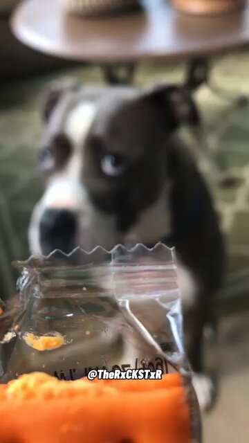 Dog tried to contain his Excitement!😂🤣