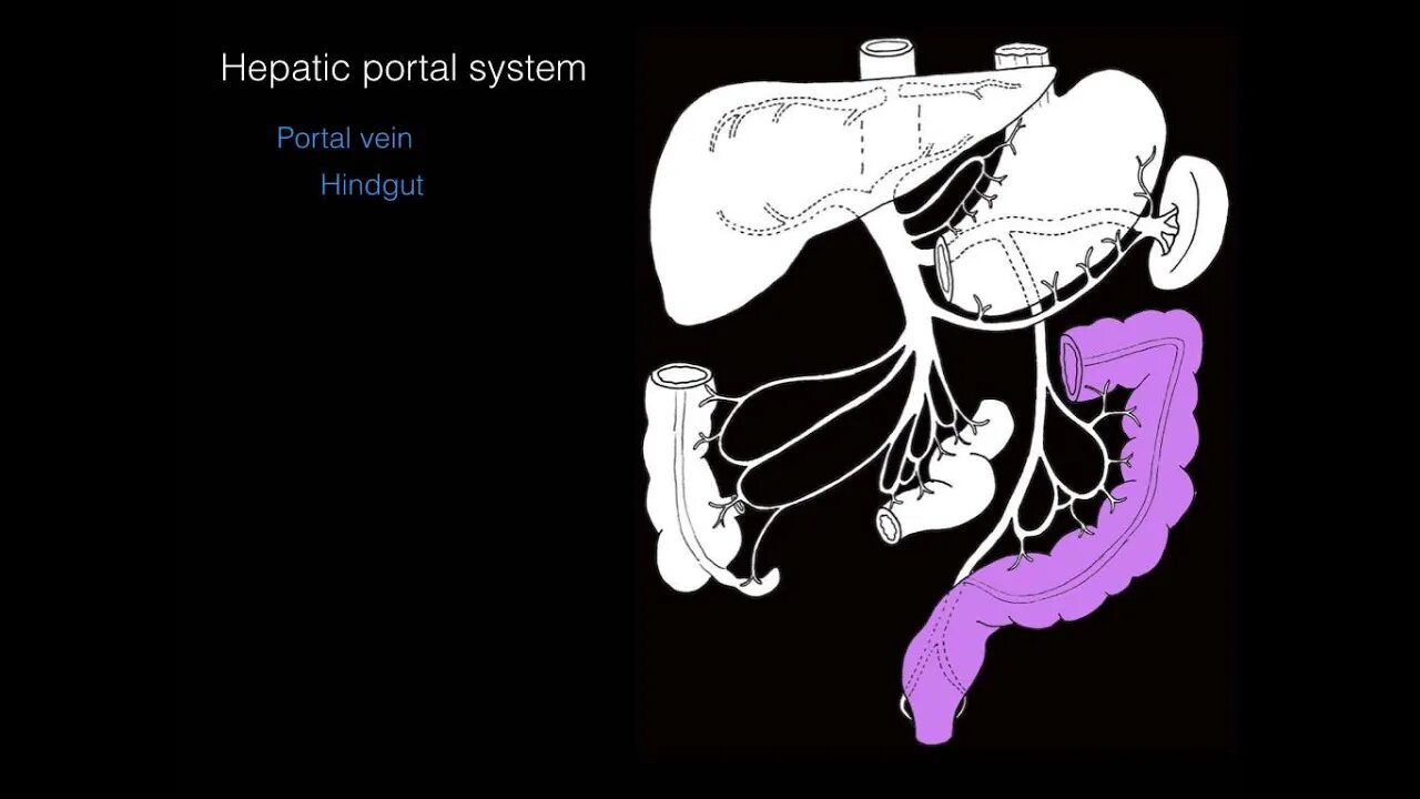 Hepatic portal system