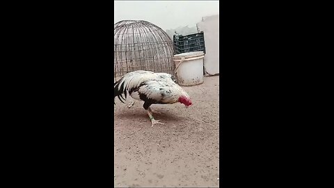 Aseel Murga Birds Show Off Their Sand Play Skills!