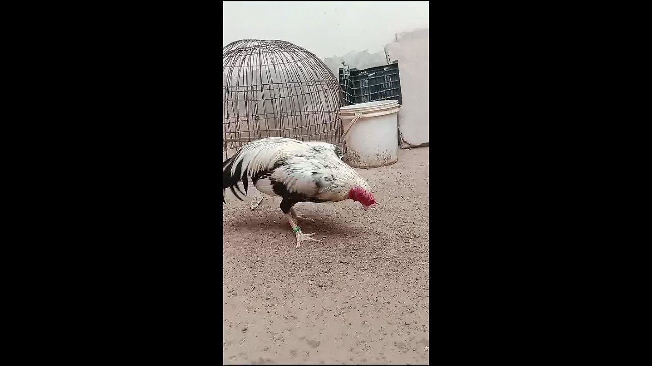 Aseel Murga Birds Show Off Their Sand Play Skills!