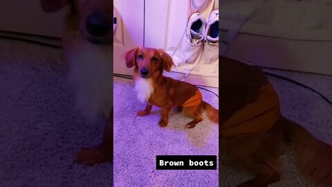 🐶Dogs can do it!