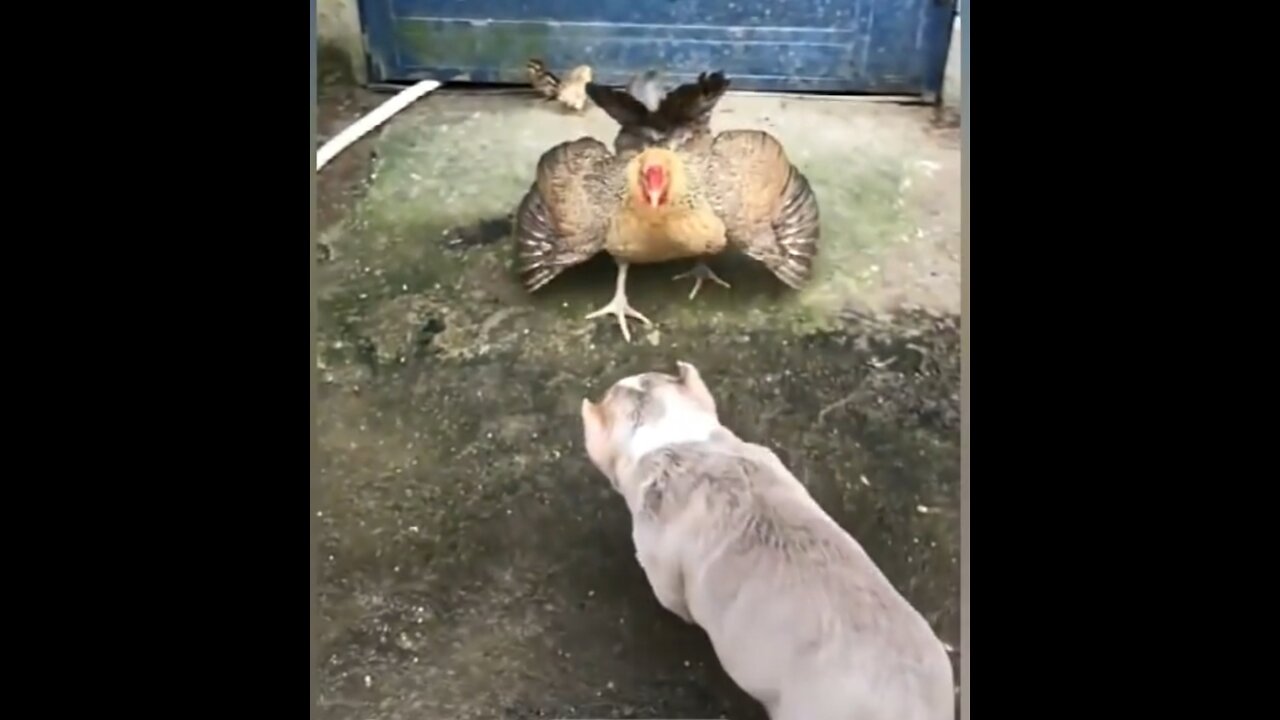 Dogs vs Chicken - Funny animal videos