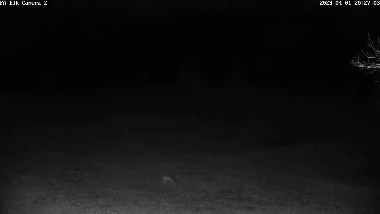 PixCams Live Stream