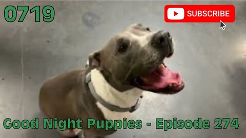 [0719] GOOD NIGHT PUPPIES - EPISODE 274 [#dogs #doggos #doggies #puppies #dogdaycare]