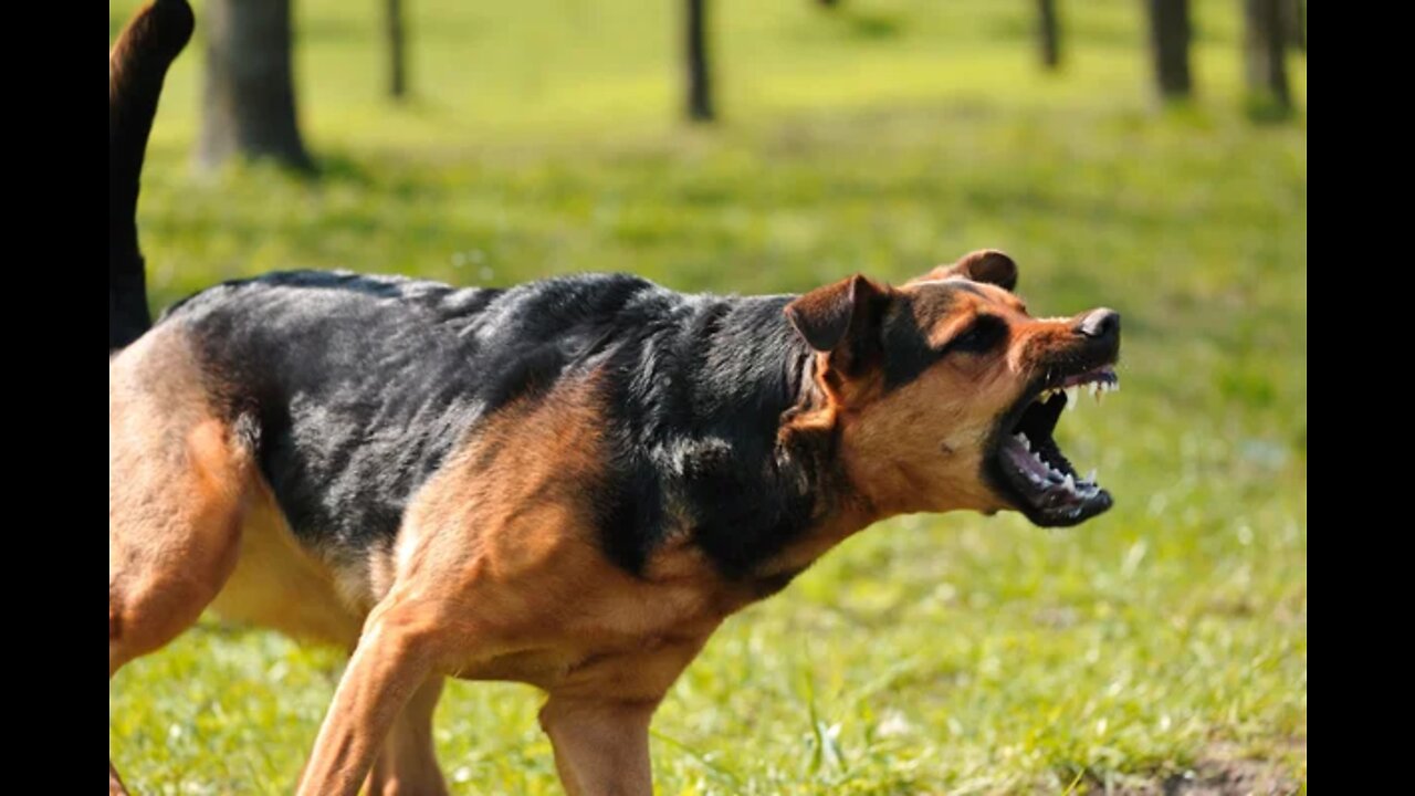 How To Make Dog Become Fully Aggressive With Few Simple TipsI