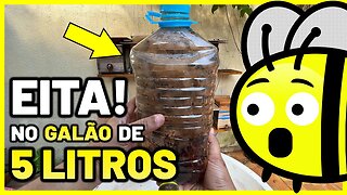 Capturei um enxame de abelhas Mandaçaia e transferi para uma caixa