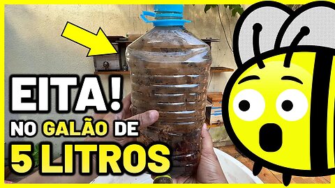 Capturei um enxame de abelhas Mandaçaia e transferi para uma caixa