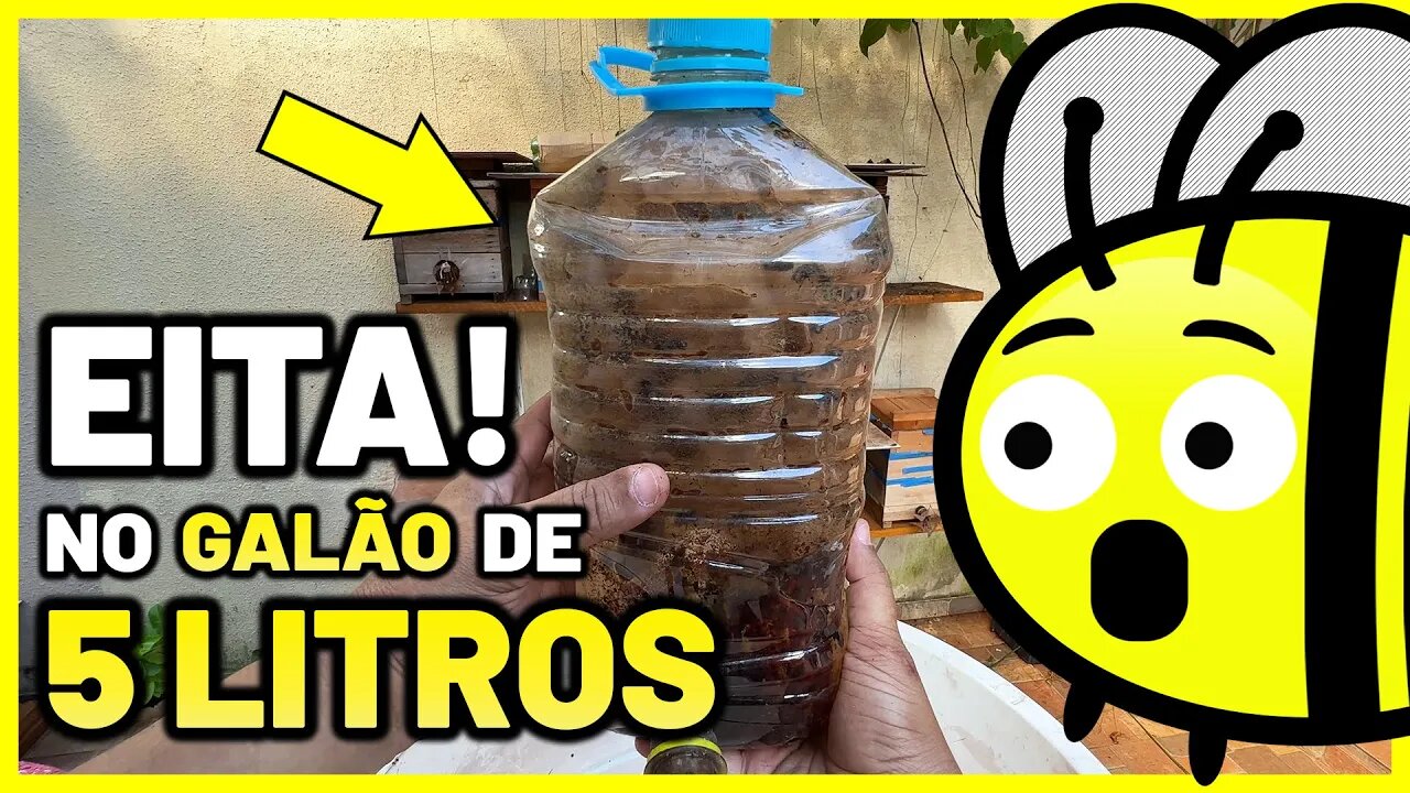 Capturei um enxame de abelhas Mandaçaia e transferi para uma caixa