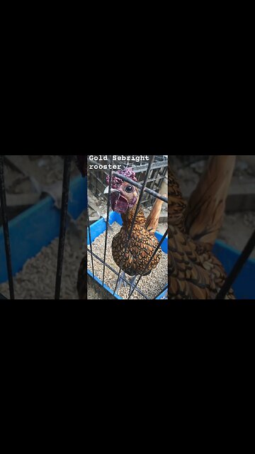 Perfect gold sebright rooster