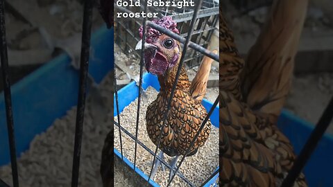 Perfect gold sebright rooster