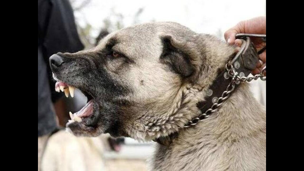 Kangal the Most Powerful Dog in the World