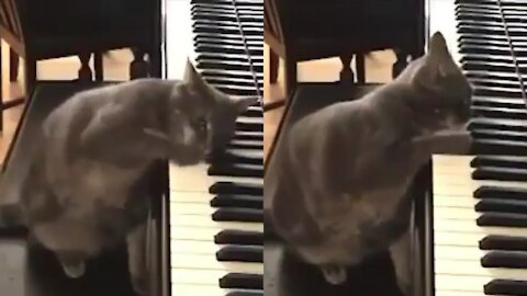 Watch this cat playing the piano