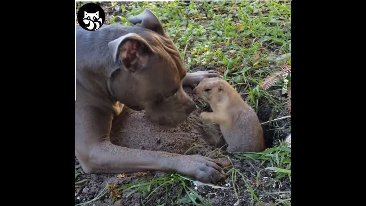 Adorable Dog and Weasel become Friends