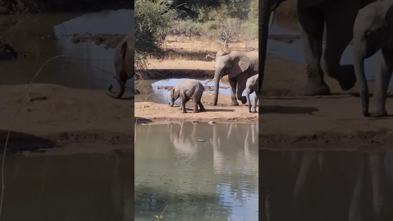 Silly Baby Elephant #wildlife #elephantbaby #elephant