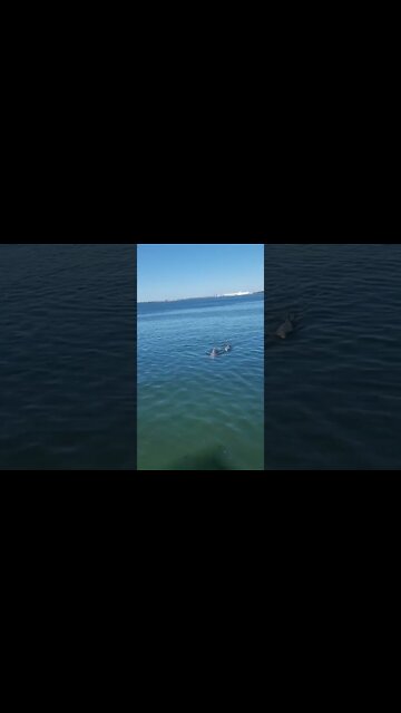 WILD DOLPHINS SPOTTED! | Panama City, Florida Vlog | 10.14.2022 🐬🌴😮 #shorts