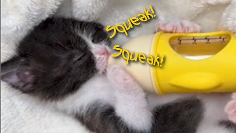 Squeaky Kitten