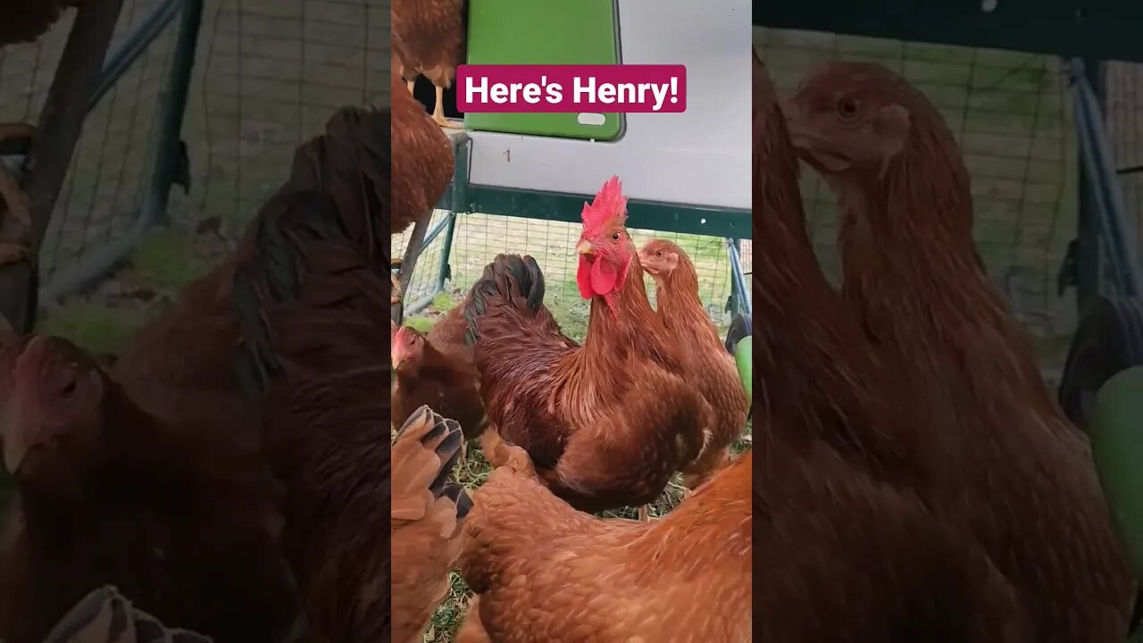 Henry learns to crow