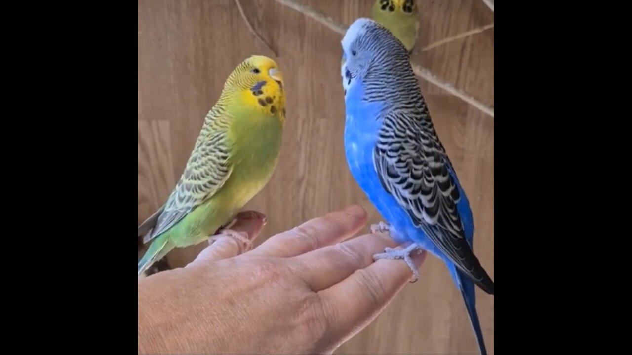 FUNNY AND CUTE BIRDS