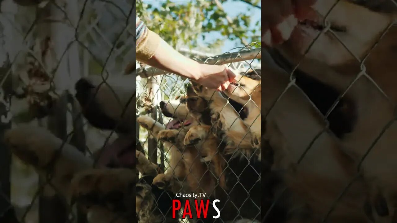 🐶 #PAWS - Wagging Tails and Love: Dogs' Anticipation at the Feeding Fence 🐾