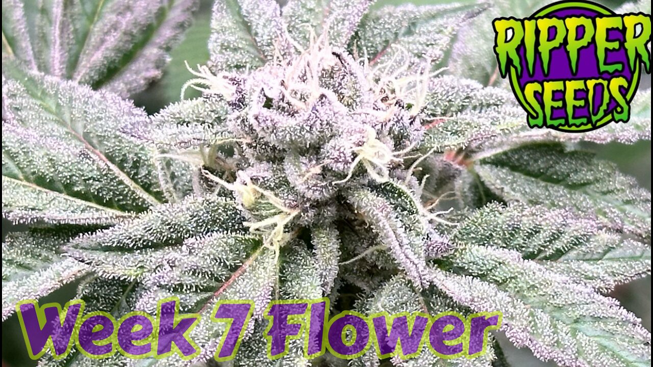 Ripper Seeds GMO x Animal Cookies wk 7 flower in rdwc under @grandmasterlevel Masterbloom6 Red
