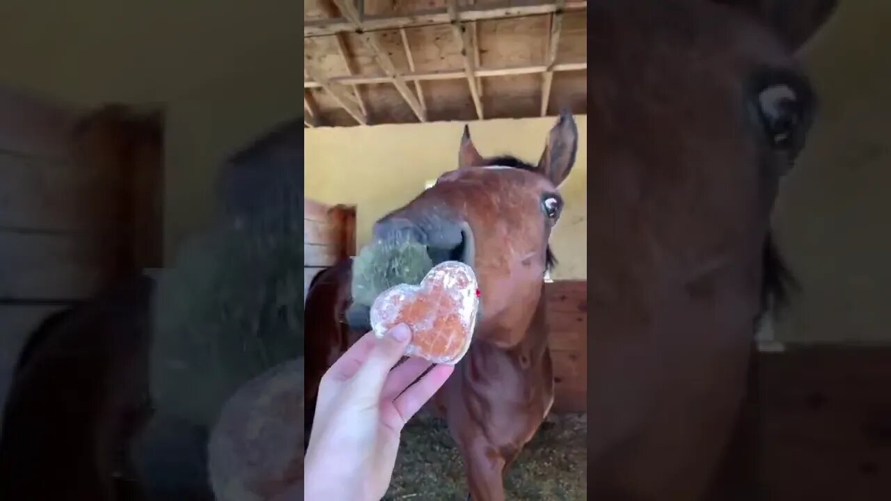 Here’s What My Horse Eats In A Day