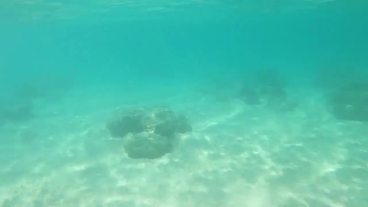 Dana Snorkeling Coral Reefs in Moorea Lagoon - 29 Sep 2022-2