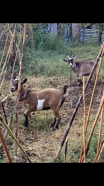 Siblings, you can almost imagine them saying, “Mom, she touched me!”