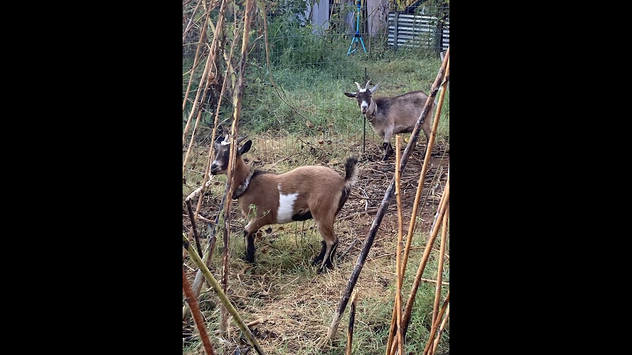 Siblings, you can almost imagine them saying, “Mom, she touched me!”