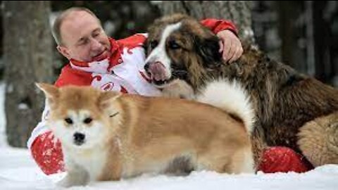 7 Dogs of Vladimir Putin