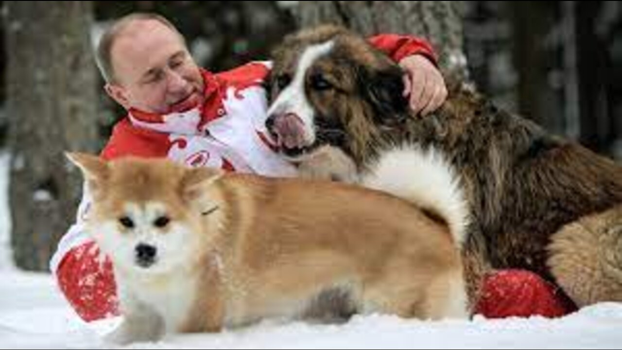 7 Dogs of Vladimir Putin