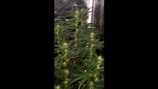 *HomeGrown* "black wizard" & "animaltree#13" 2 weeks into flower!