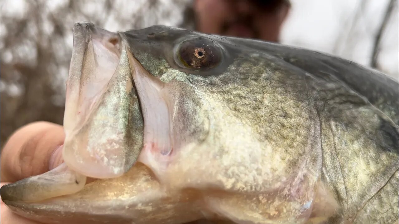 Mutant Bass with Crazy Eyeball