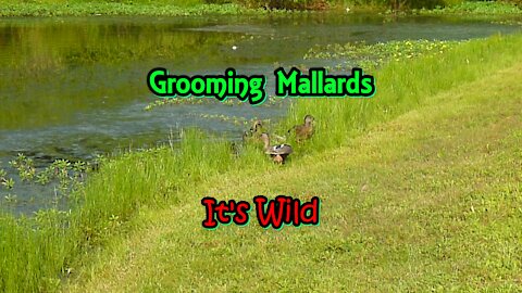 Grooming Mallards at the shoreline