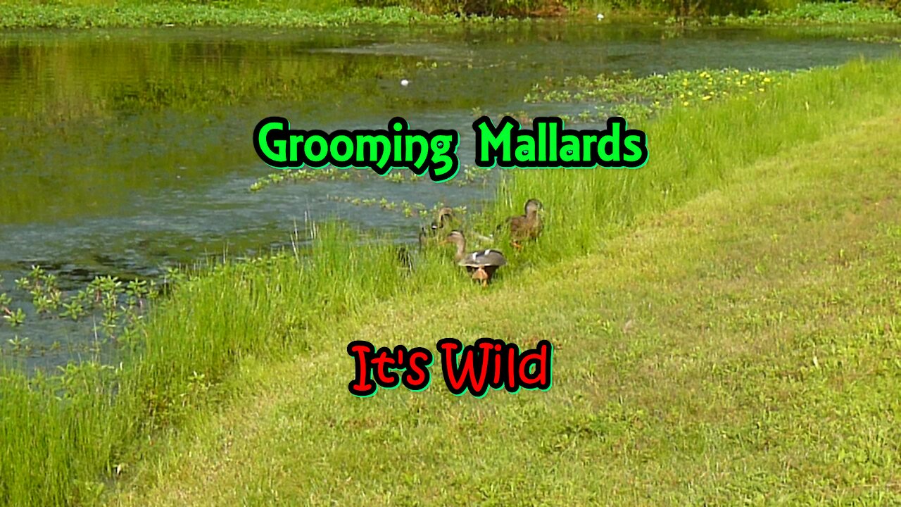 Grooming Mallards at the shoreline