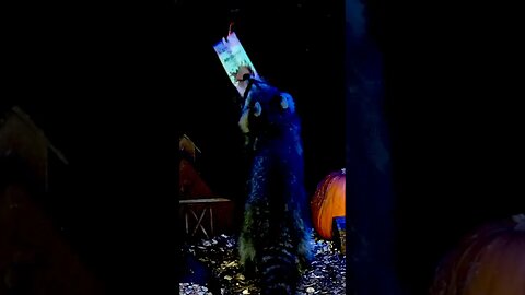 Do Animals Like Feastables? #funnyanimals #nature #shorts