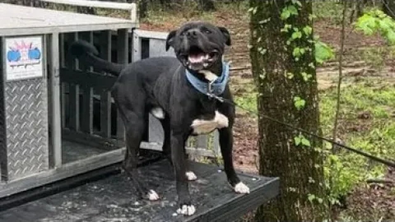 Rescue Am. Bulldog mix needs home (owned passed)