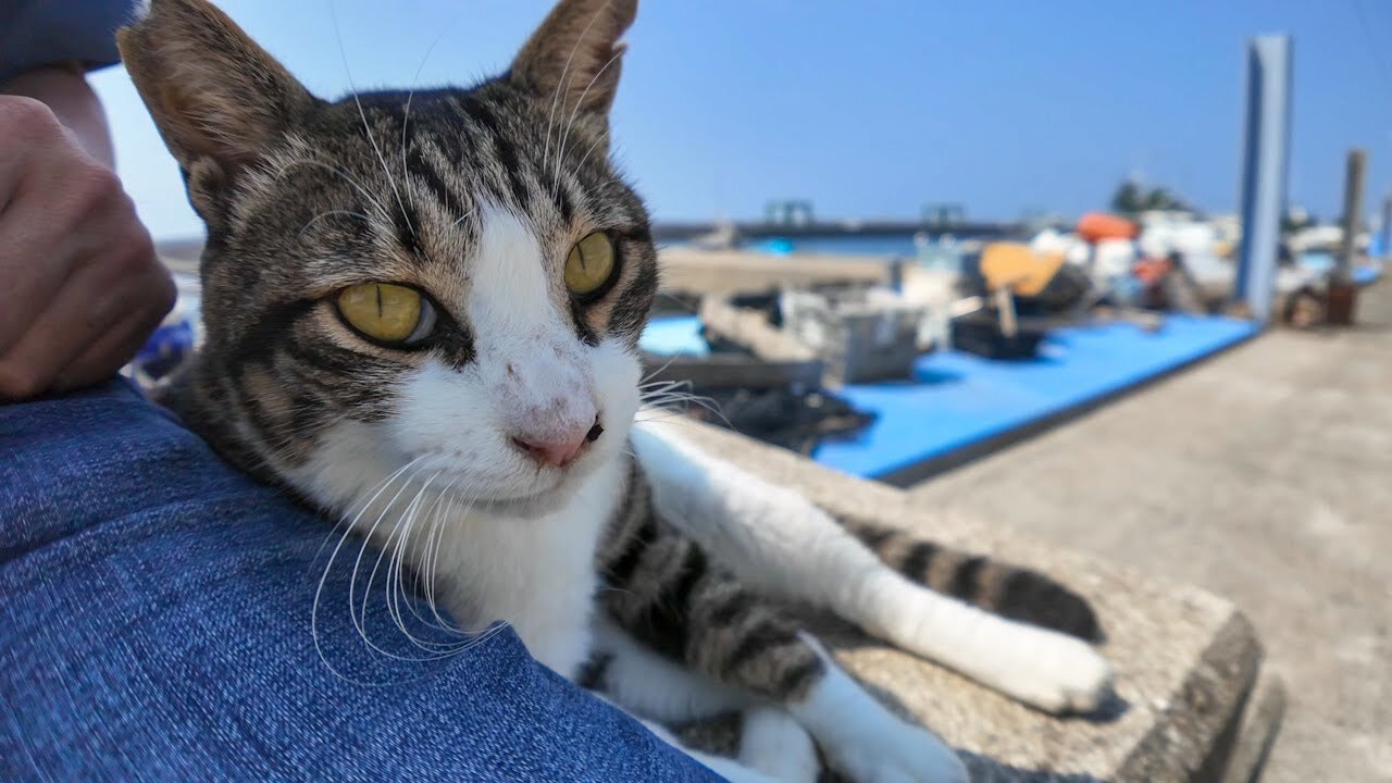 When I sat on the pier at the harbor on Cat Island, a cat came trotted over and sat down next to me.