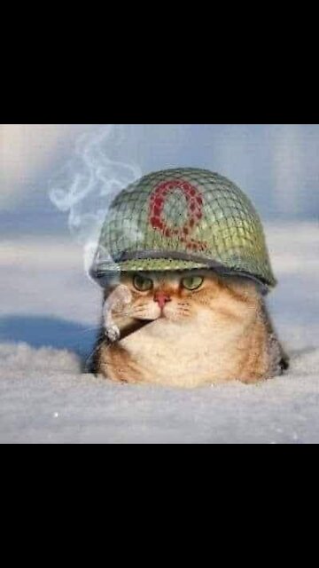 Based Cat Presents: Understanding Omicron Variant