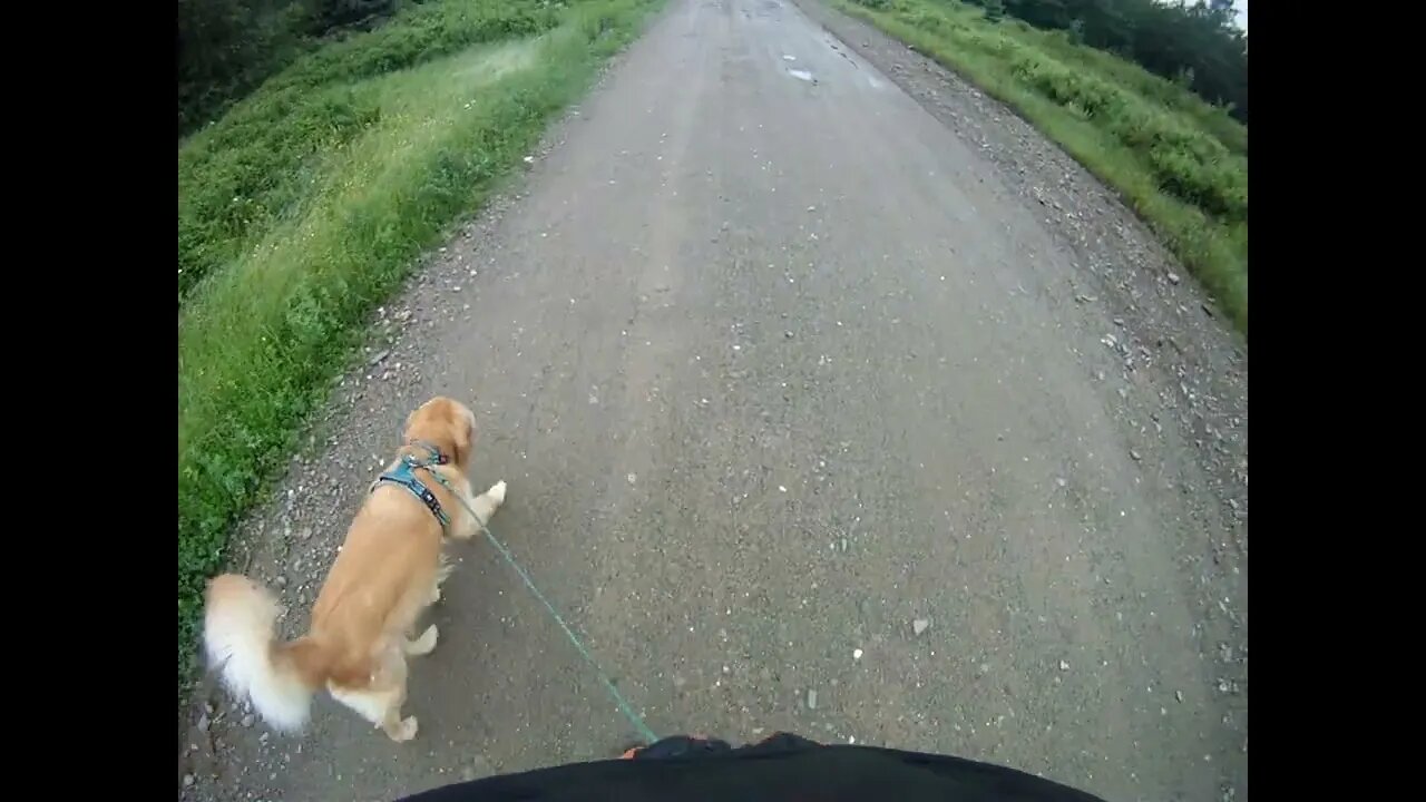 June 25th, 62º with 100% humidity, Flynn and I see a lot of moose tracks in road going to Prentiss