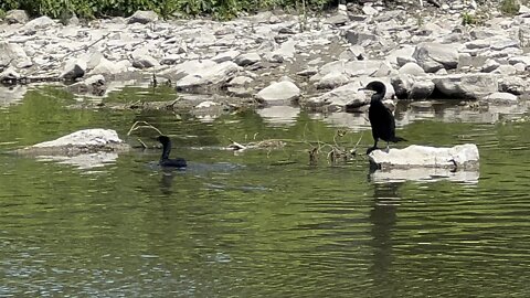 Another cormorant wants some film time