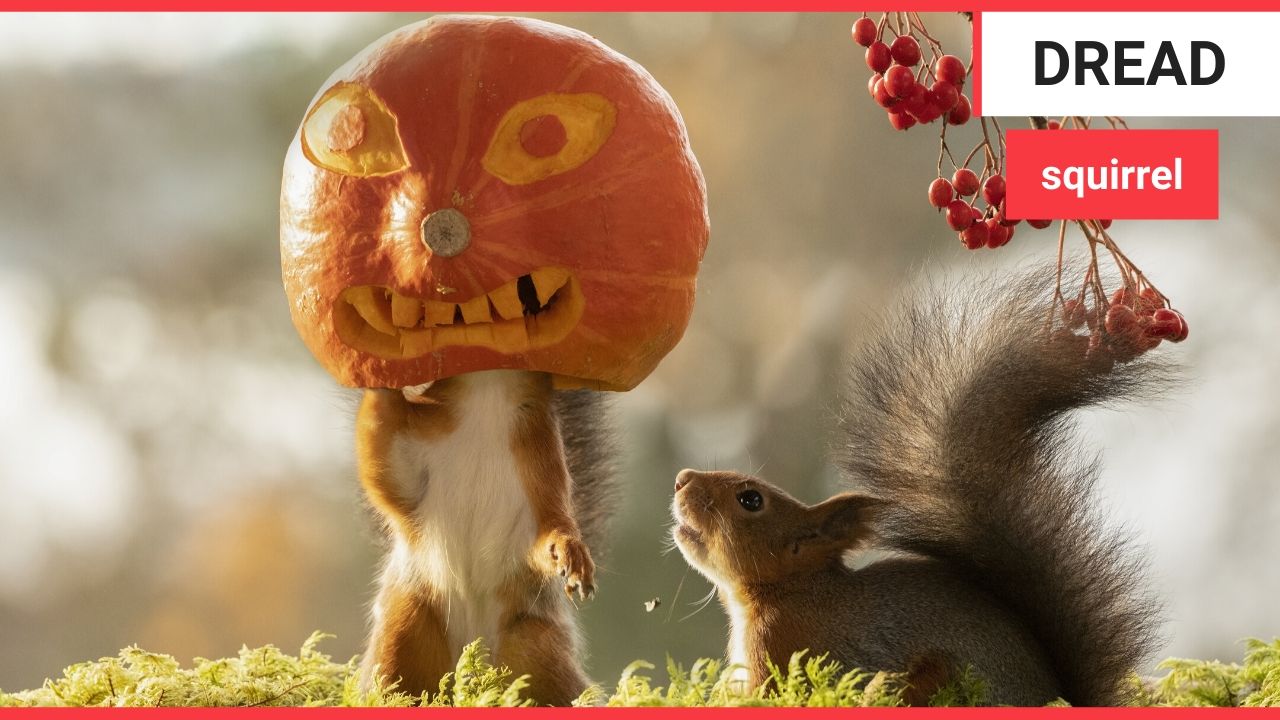 Photographer captures cheeky squirrels getting in the Halloween spirit