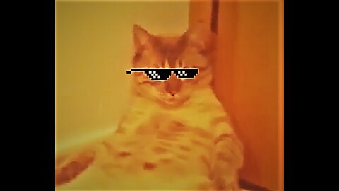 BOSS Cat O.G