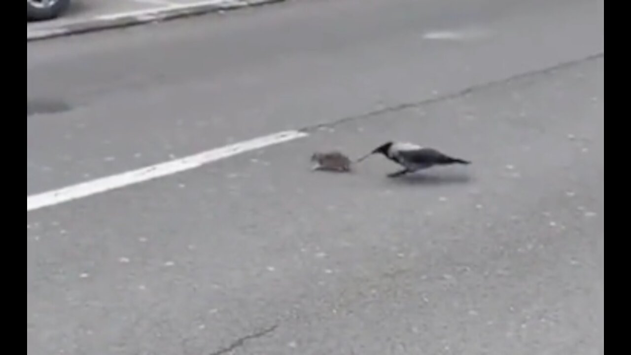 The bird saved the mouse's life