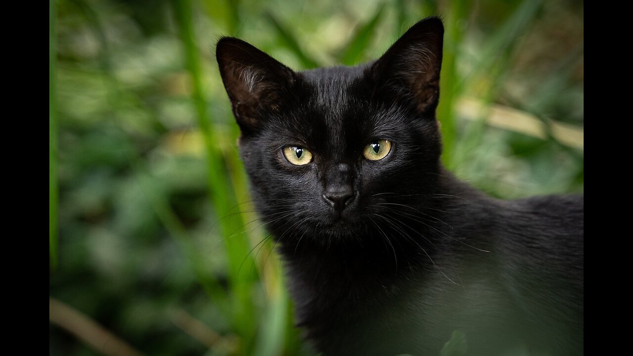 Black Cats : A Tale of Superstitions and Symbols